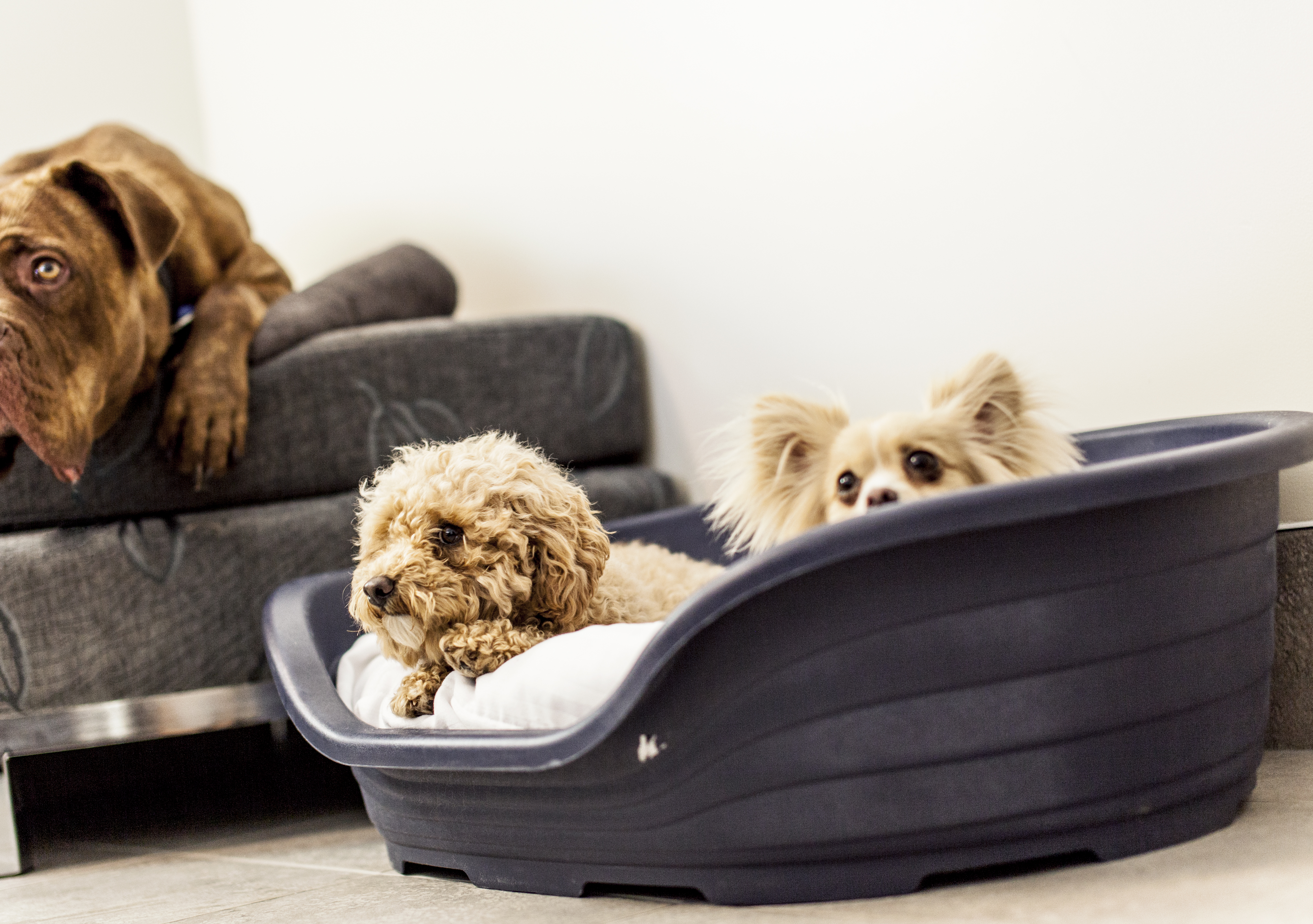 Pampered Pet Package JetPark Hotel Auckland