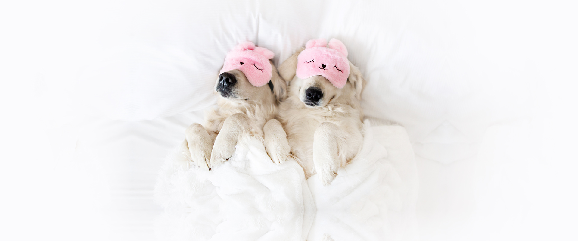 Pampered Pet Package